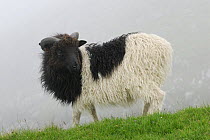 Sheep in Faroe Islands, Denmark