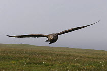 Great Skua (Catharacta / Stercorarius skua) attacking to protect his nest, Shetland Islands, Scotland, UK