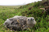 Great Skua (Catharacta / Stercorarius skua) chick on ground, Shetland Islands, Scotland, UK