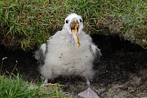 Fulmar (Fulmarus glacialis) chick defends itself with projectile oil, Shetland Islands, Scotland, UK