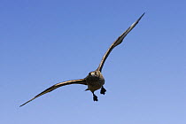 Great Skua (Catharacta / Stercorarius skua) attacking to protect his nest, Shetland Islands, Scotland, UK