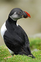 Puffin (Fratercula arctica) having shed its bill plates at the end of the summer, Shetland Islands, Scotland, UK