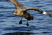 Great Skua (Catharacta / Stercorarius skua) landing on sea, Shetland Islands, Scotland, UK