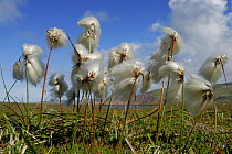 Cotton Grass (Eriophorum angustifolium) blowing in wind, Shetland Islands, Scotland, UK