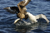 Great Skua (Catharacta / Stercorarius skua) and Fulmar (Fulmarus glacialis) fighting over a fish, Shetland Islands, Scotland, UK