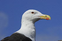 Greater black backed gull (Larus marinus) portrait, Shetland Islands, Scotland, UK