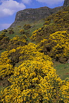 Carpet of Gorse (Ulex europaeus) flowers in spring, Isle of Mull, Inner Hebrides, Scotland, UK