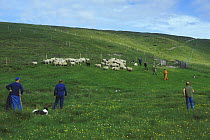 Rounding up Sheep (Ovis aries)  for shearing, Shetland Islands, Scotland, UK