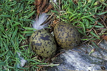 Nest with two Arctic tern (Sterna paradisaea) eggs, Shetland Islands, Scotland, UK