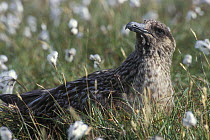 Great Skua (Catharacta / Stercorarius skua) nesting on moorland, Shetland Islands, Scotland, UK