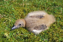 Great Skua (Catharacta / Stercorarius skua) chick, Shetland Islands, Scotland, UK