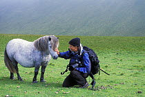 Photographer stroking Shetland pony (Equus caballus) on the Isle of Foula, Shetland Islands, Scotland, UK