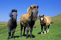 Shetland ponies (Equus caballus) shedding winter coat, Isle of Foula, The Shetland Isles, Scotland, UK