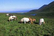 Shetland ponies (Equus caballus) grazing on the Isle of Foula, Shetland Islands, Scotland, UK