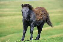 Shetland pony (Equus caballus) shedding its winter coat, Isle of Foula, Shetland Islands, Scotland, UK