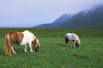 Shetland ponies (Equus caballus) grazing, Isle of Foula, Shetland Islands, Scotland, UK