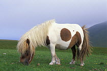 Shetland pony (Equus caballus) grazing on the Isle of Foula, Shetland Islands, Scotland, UK
