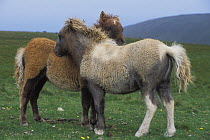 Two Shetland ponies (Equus caballus) shedding their winter coats on the Isle of Foula, Shetland Islands, Scotland, UK