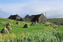 Traditional farm in the Shetland Isles with hay stooks in a field, Scotland, UK