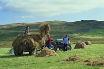 Hay making in the summer, Shetland Islands, Scotland, UK