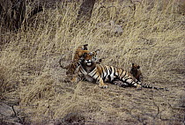 Female Bengal tiger (Noorjahan) {Panthera tigris tigris} with cubs playing, Ranthambore NP, Rajasthan, India.