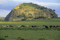 Nasera Rock with Zebras and Wildebeest moving into Anata kiti, Serengeti NP, Tanzania