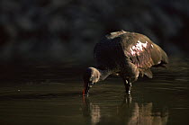 Glossy ibis {Plegadis falcinellus} feeding, East Africa