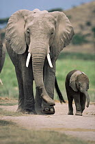 African elephant {Loxodonta africana} walking with young calf, Masai Mara GR, Kenya
