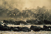 Herd of Wildebeest {Connochaetes taurinus} crossing river on migration, East Africa