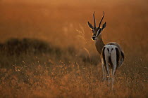 Thomson's gazelle {Gazella thomsoni} male on savanna at sunrise / sunset, Serengeti NP, Tanzania