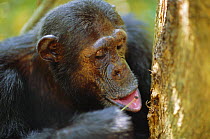 Chimpanzee {Pan troglodytes} using tool to extract and feed on insects in tree trunk, Tanzania