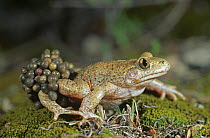 Midwife toad {Alytes obstetricans} male carrying eggs, Spain, June