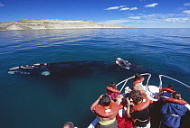 Tourists watching Southern right whale {Balaena glacialis australis} off coast of Valdes Peninsula, Patagonia, Argentina