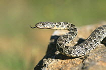 Horseshoe whip snake {Coluber hippocrepis} tongue flicking, Spain, July