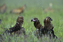 Three European Black vultures {Aegypius monachus} in long grass, Spain, April
