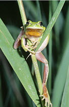 Mediterranean tree frog (Rana meridionalis} climbing grass, Garraf NP, Spain