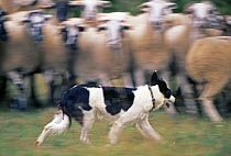 Sheepdog rounding up Domestic sheep {Ovis aries} Bergueda, Spain, August 2004