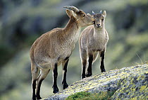 Western spanish / Gredos ibex {Capra pyrenaica victoriae} adult nuzzling juvenile, Spain