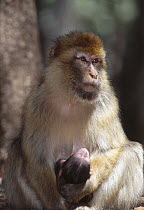 Barbary macaque / ape {Macaca sylvanus} holding sleeping baby, Morocco, april