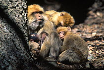 Barbary ape / macaque {Macaca sylvanus} sleeping group huddled together, Morocco, april
