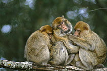 Barbary ape / macaque {Macaca sylvanus} group grooming and sleeping, Morocco, april