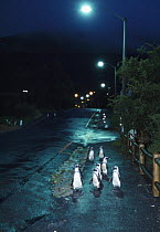 Black footed / Jackass penguins {Spheniscus demersus} walking along road at night with street lights, Boulders, South Africa