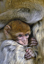 Barbary ape / macaque {Macaca sylvanus} baby snuggled up against mother, Morocco, april