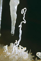 Mineral crystal stalactites and stalagmites forming in Auguzou cave, Valle de l'Aude, France