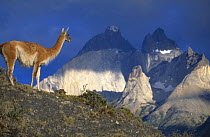 Guanaco {Lama guanicoe} with the Cuernos del Paine Mountains behind, Torres del Paine NP, Patagonia, Chile