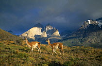 Two Guanaco {Lama guanicoe} with mountains behind, Torres del Paine NP, Patagonia, Chile, February 2003