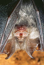 Lesser horseshoe bat {Rhinolophus hipposideros} roosting in cave, France