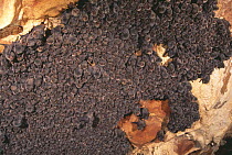 Colony of Schreiber's long fingered bat {Miniopterus schreibersii} roosting in cave, France