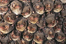 Close up of colony of Schreiber's long fingered bat {Miniopterus schreibersii} roosting in cave, France