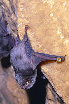 Schreiber's long fingered bat {Miniopterus schreibersii} roosting in cave, note ring, France